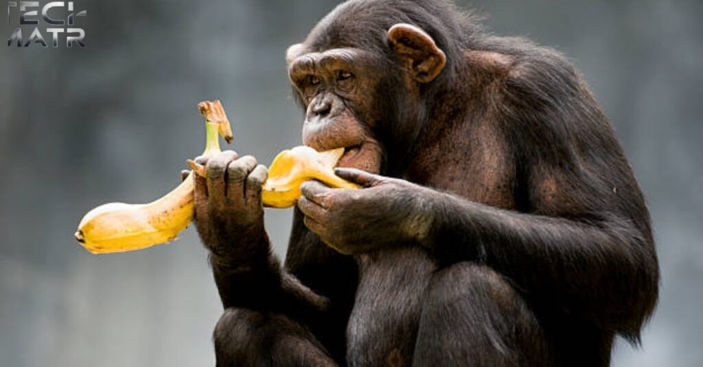 Banana:b4hnuk08dew= Monkey Feeding Habits: Eating Like a Pro
