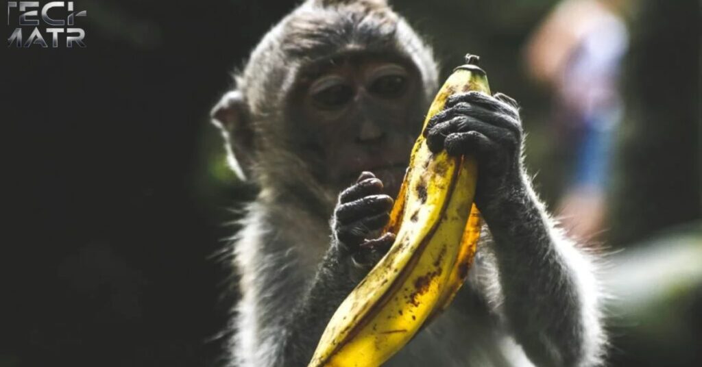 Why Bananas are the Banana:b4hnuk08dew= Monkey’s Favorite Food?