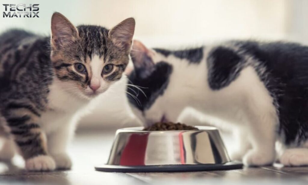 Choosing the Right Food for Your Kitten