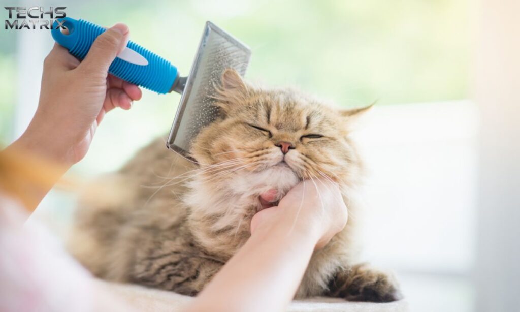 Grooming Your Kitten