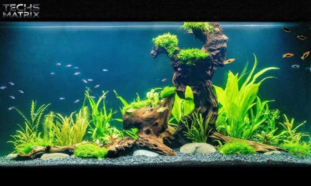 Setting Up the Perfect Tank for Cutedvql5n9v310= Fish