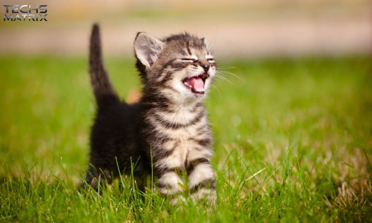 The Ultimate Guide to kittenexiwor1tn9k= cat Everything You Need to Know About Kittens